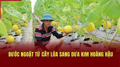 Bước ngoặt từ cây lúa sang dưa kim hoàng hậu